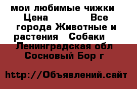 мои любимые чижки › Цена ­ 15 000 - Все города Животные и растения » Собаки   . Ленинградская обл.,Сосновый Бор г.
